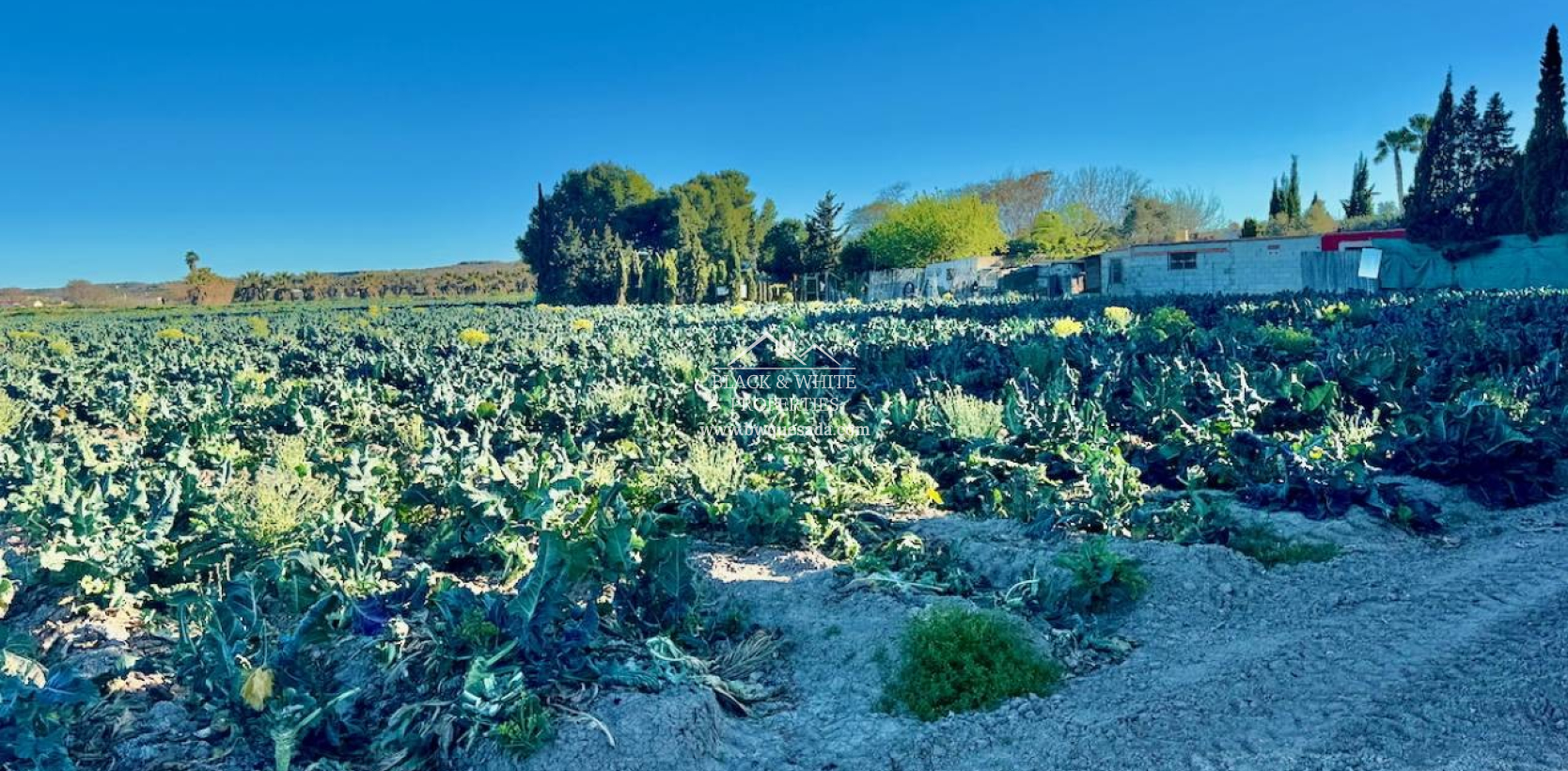 Venta - Finca - Guardamar del Segura